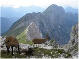 Pecol - Špik Hude police / Cima di Terrarossa